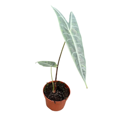 Alocasia Longiloba Silver - Pick Date 16th