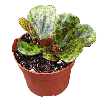 Begonia Blancii Mottled - Pick Date 2nd May