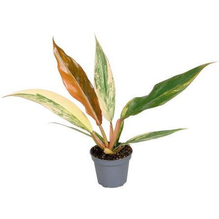 Philodendron Caramel Marble