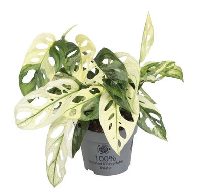 Monstera Adansonii Variegated - Pick Date 16th