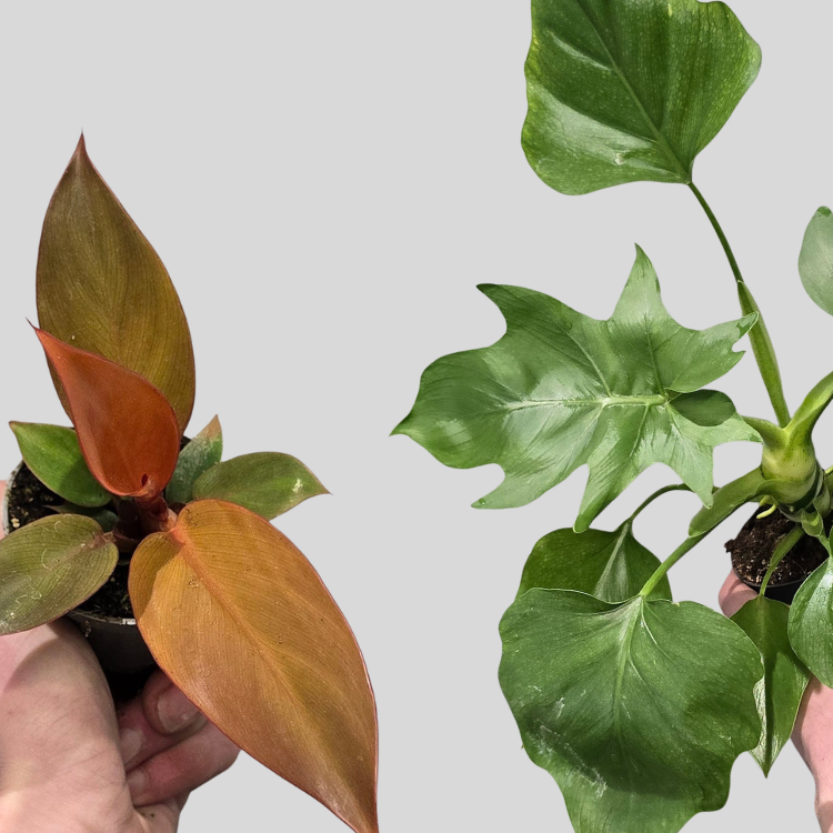 Philodendron Wasacewiczii & FREE Mini Philodendron Sun Red