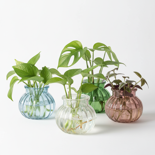Propagation jars collection with plants