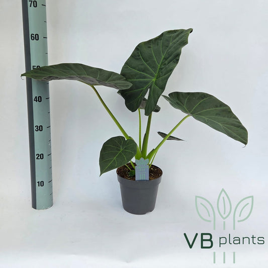 Alocasia Regal Shield