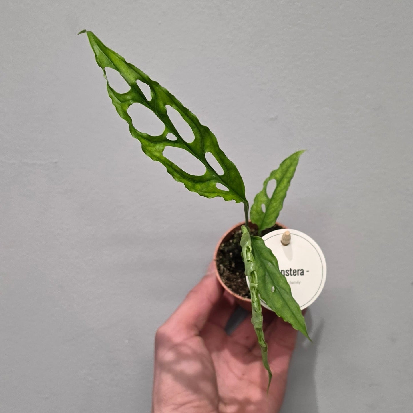 Mini Monstera Obliqua Peru