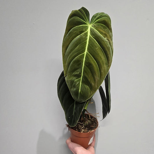 Philodendron Melanochrysum