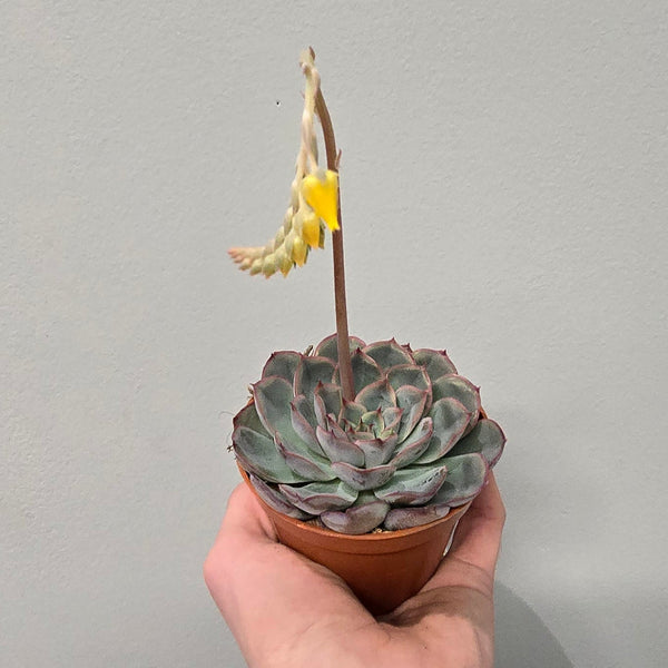 Echeveria Hercules
