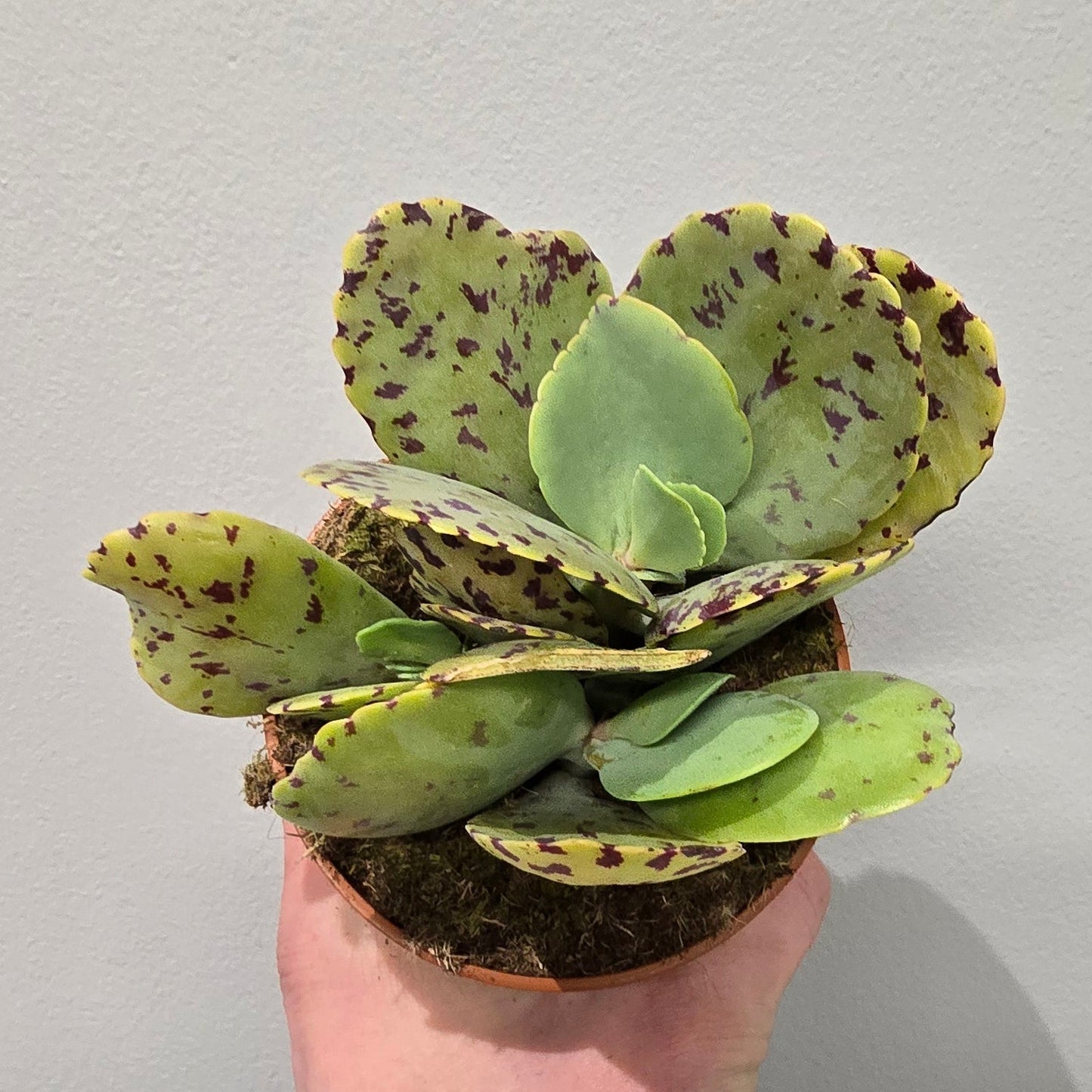 Kalanchoe Marmorata 'Tiger'
