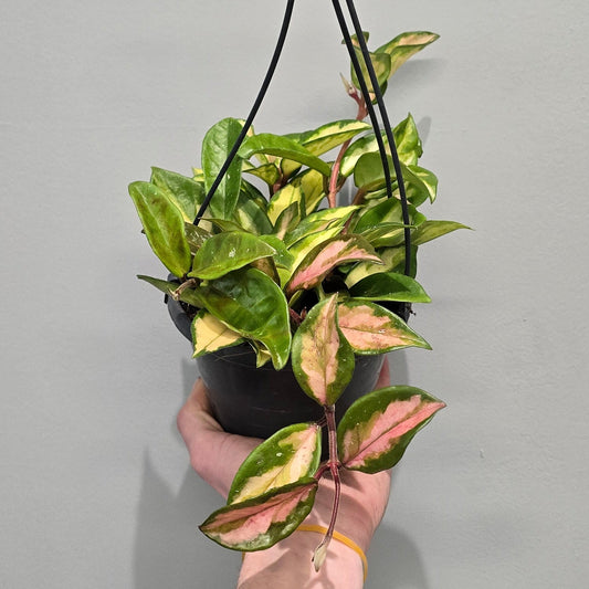 Hanging Hoya Carnosa 'Tricolor'