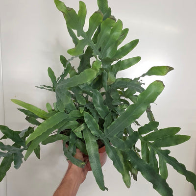 Blue Star Fern
