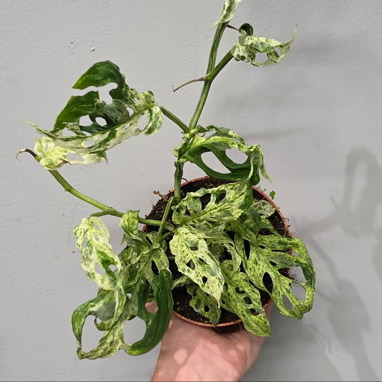 Monstera Frozen Freckles