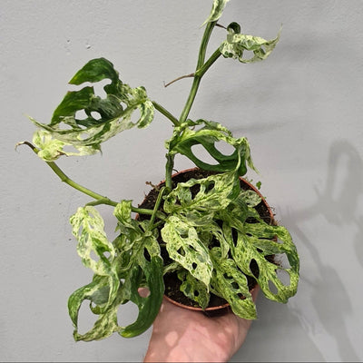 Monstera Frozen Freckles