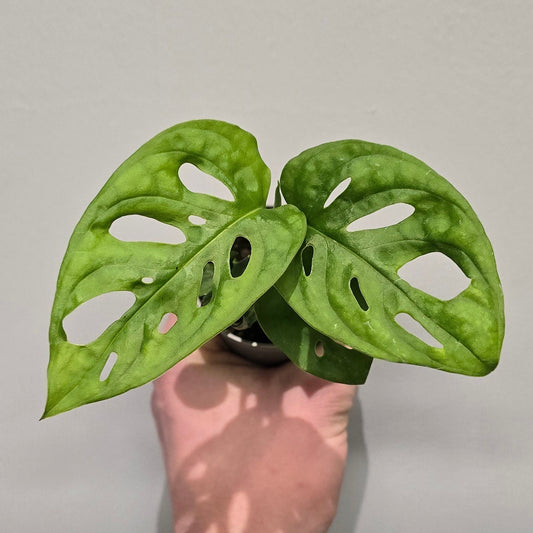 Mini Monstera Adansonii 'Monkey Mask'