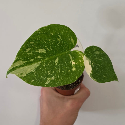 Mini Monstera Thai Constellation