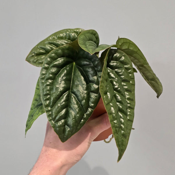 Anthurium Luxurians X Radicans