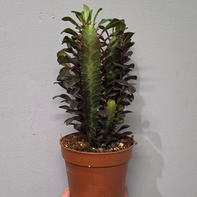 Euphorbia Trigona Rubra
