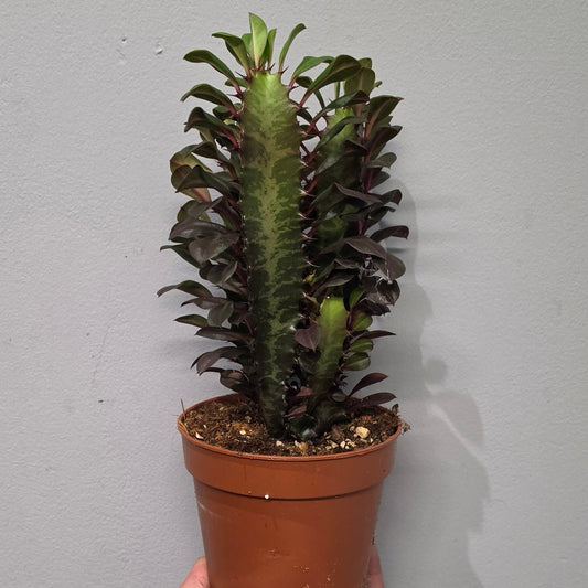 Euphorbia Trigona Rubra