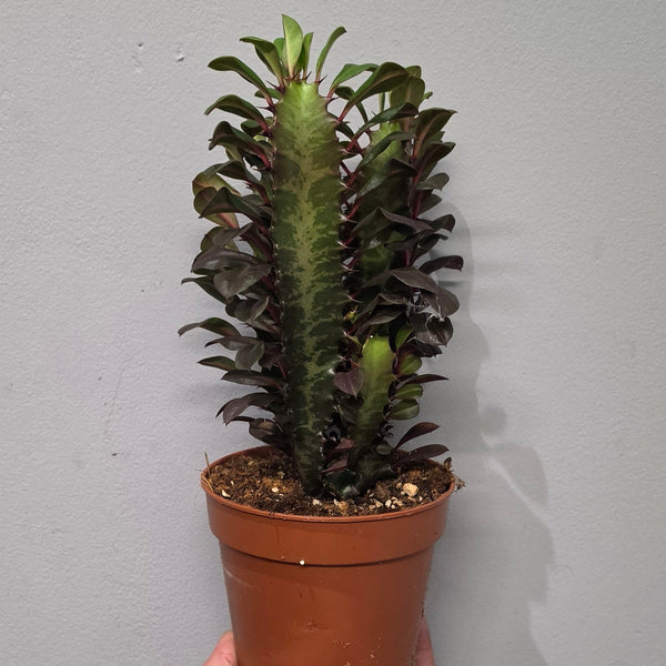 Euphorbia Trigona Rubra