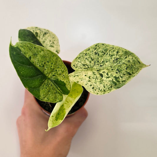 Alocasia Dragon Scale Mint