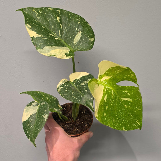 Monstera Thai Constellation