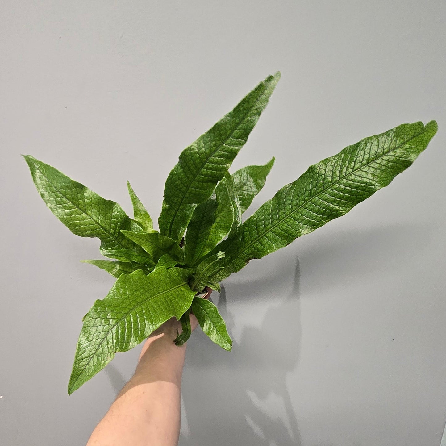 Microsorum Crocodyllus "Crocodile Fern"