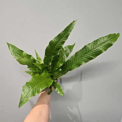 Microsorum Crocodyllus "Crocodile Fern"