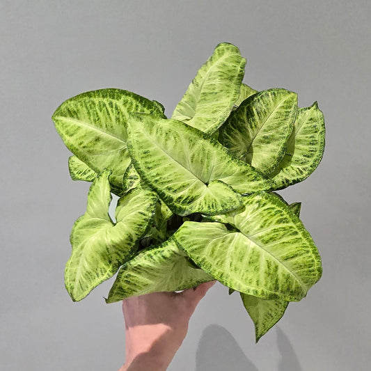 Syngonium Butterfly