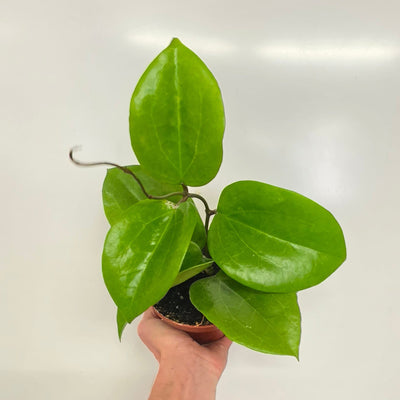 Hoya Surigaoensis EG 00897