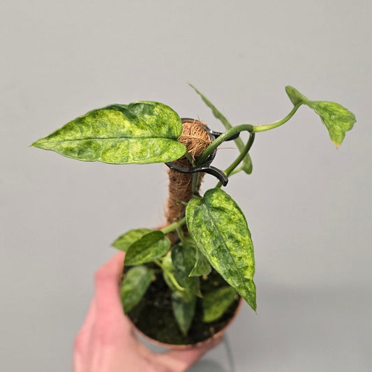 Epipremnum Pinnatum Yellow Mint Variegated