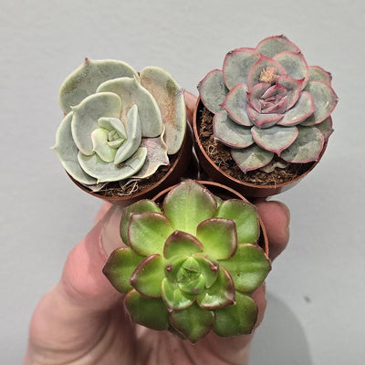 Tiny - Echeveria "Mixed"