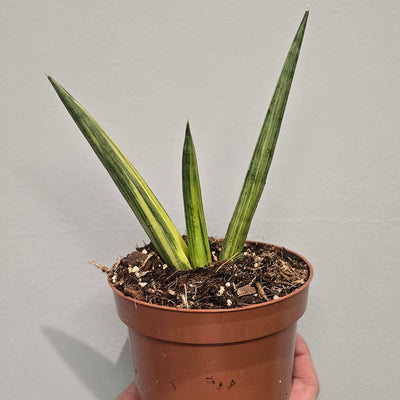 Sansevieria Boncel Variegated