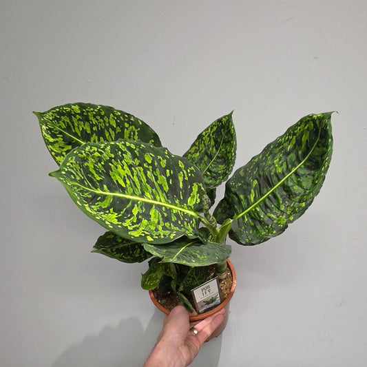 Dieffenbachia Reflector