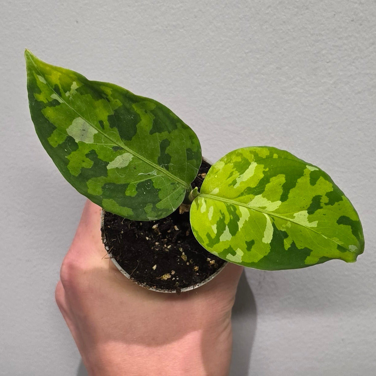 Mini Aglaonema Tricolor