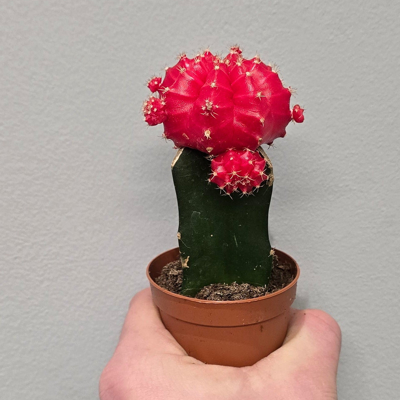 Mini - Gymnocalycium Mihanovichii Cactus
