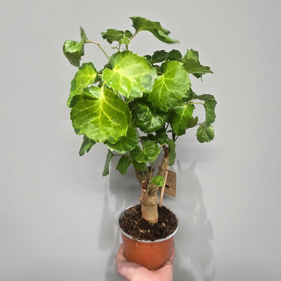 Polyscias 'Green Lemon'