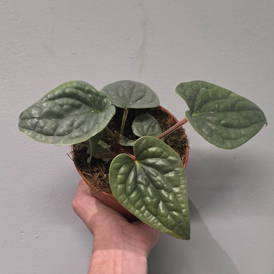 Anthurium Luxurians 'Platinum'