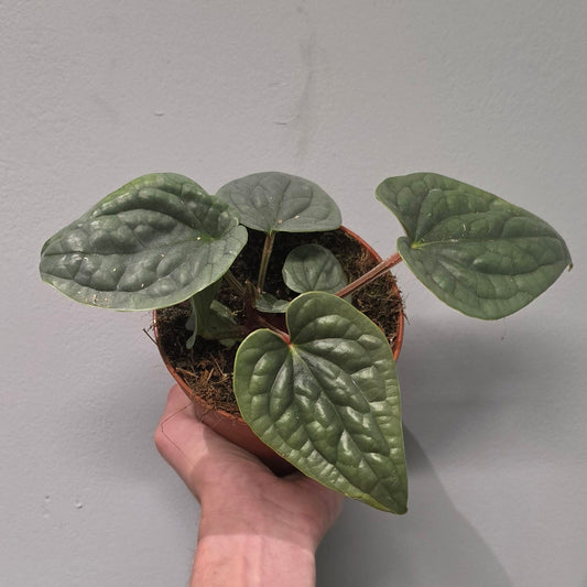 Anthurium Luxurians 'Platinum'