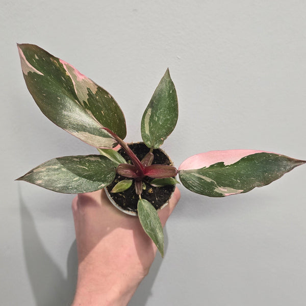 Mini Philodendron Pink Princess
