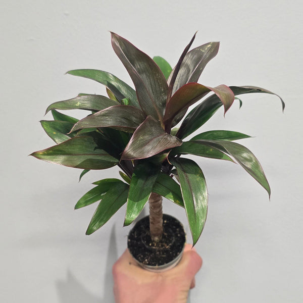 Mini Cordyline Fruticosa Purple Compacta