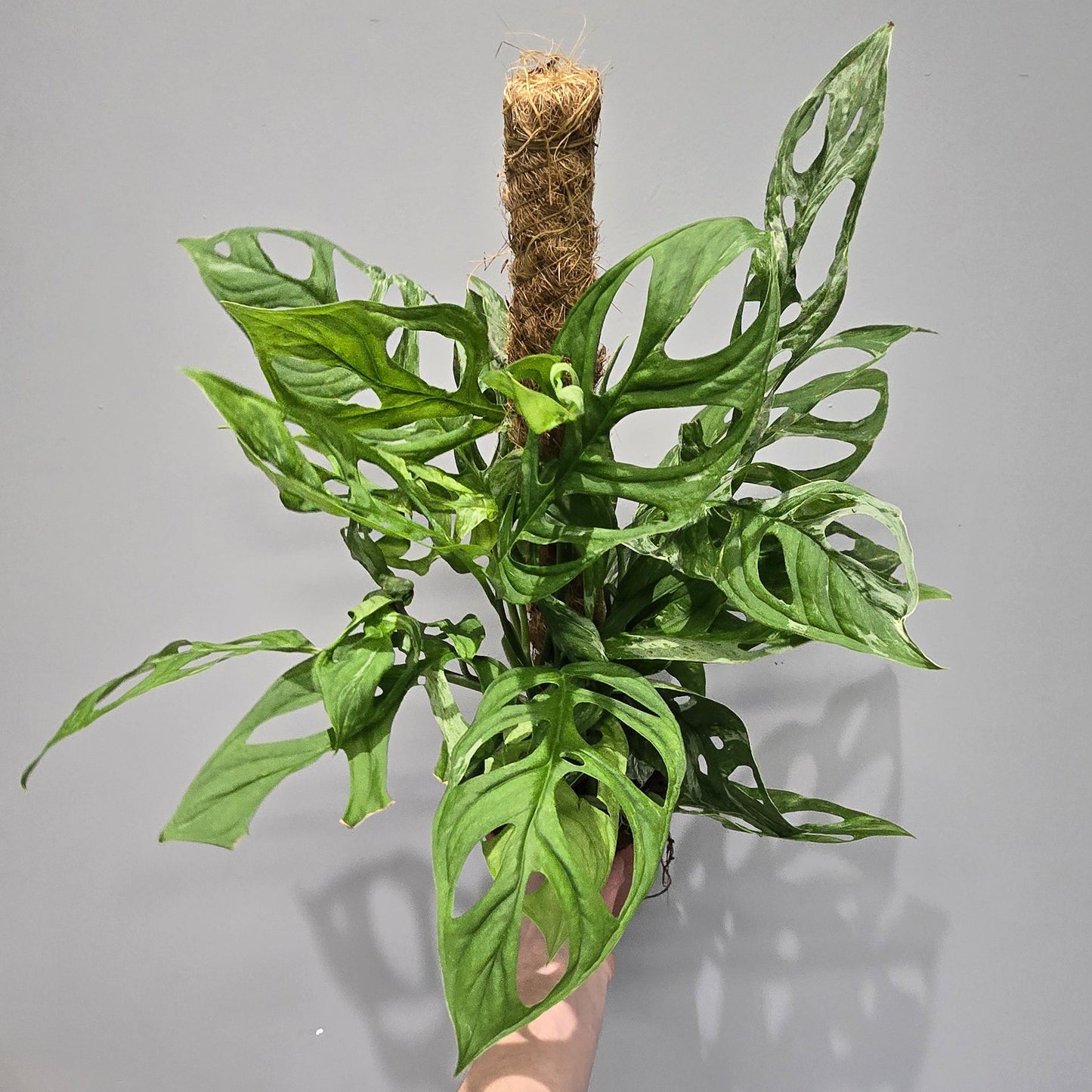 Monstera Adansonii Indonesian Variegated