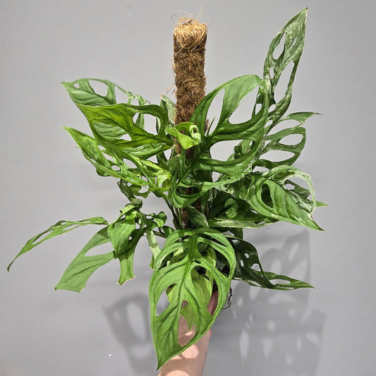 Monstera Adansonii Indonesian Variegated
