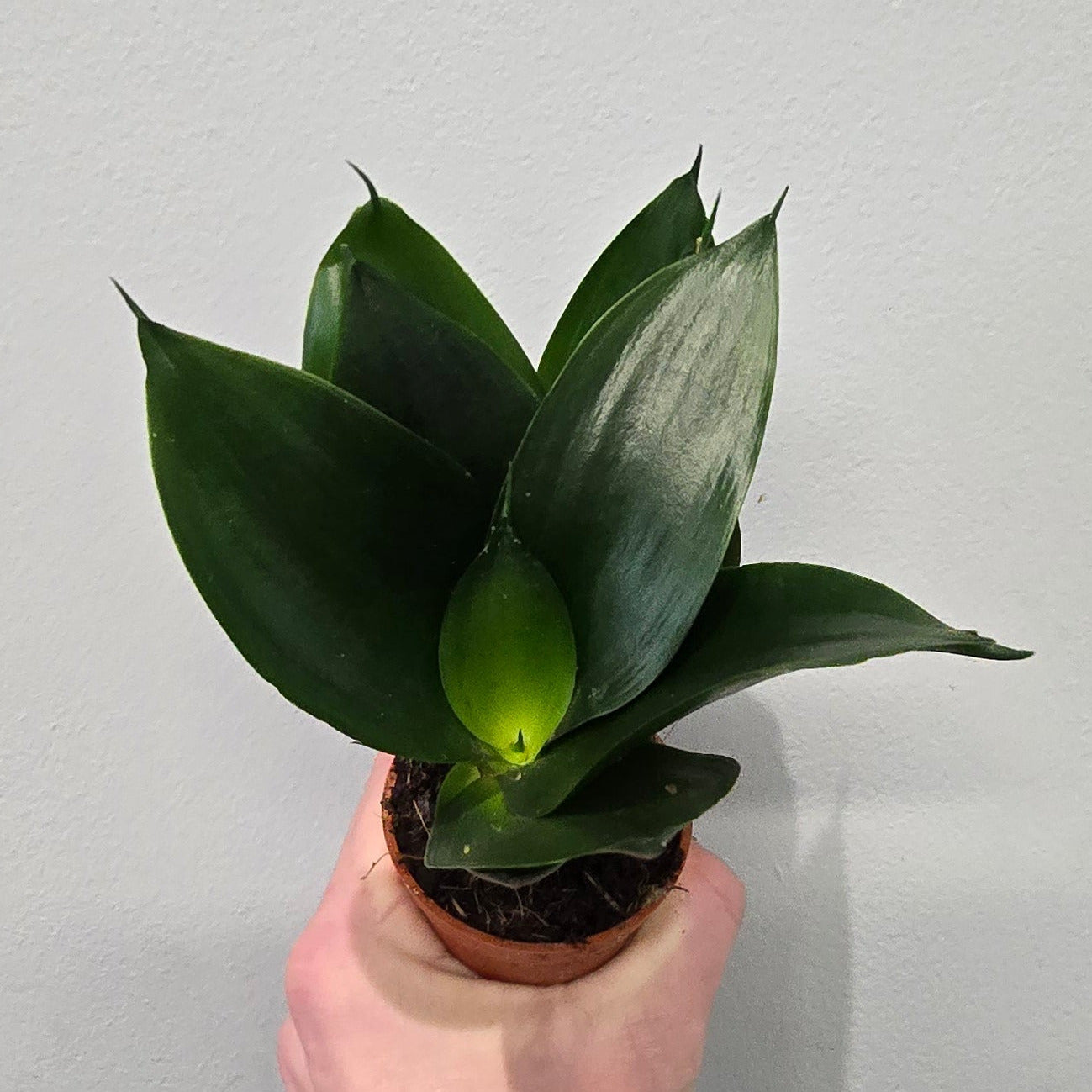 Mini - Sansevieria 'Green Hahnii'
