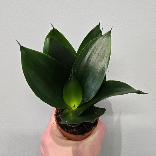 Mini - Sansevieria 'Green Hahnii'