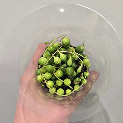 Mini Senecio String of Pearls
