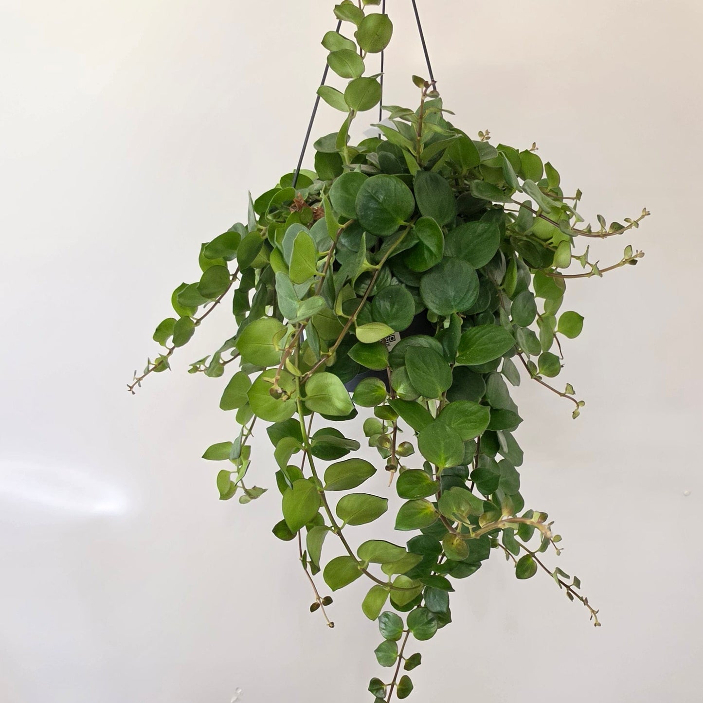 Hanging Aeschynanthus Lipstick 'Polka'