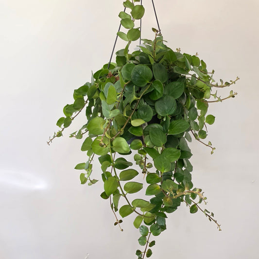 Hanging Aeschynanthus Lipstick 'Polka'