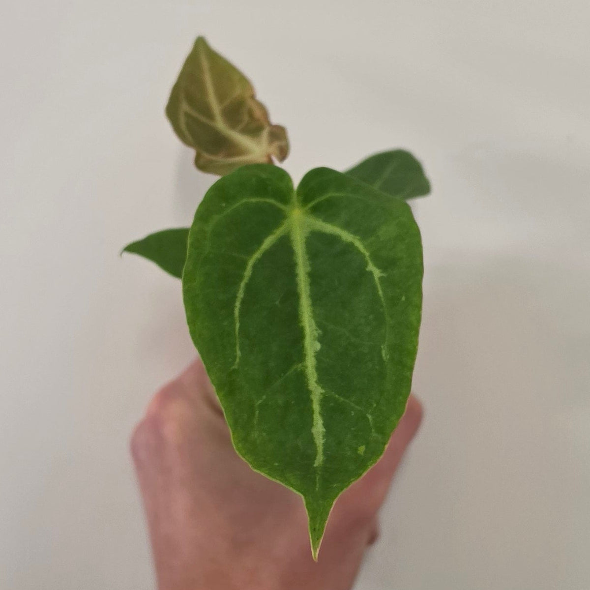 Mini Anthurium Magnificum