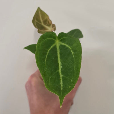 Mini Anthurium Magnificum