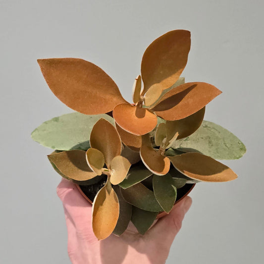 Kalanchoe Orange Orgyalis
