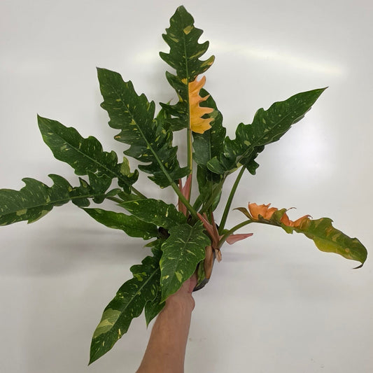Philodendron Ring Of Fire