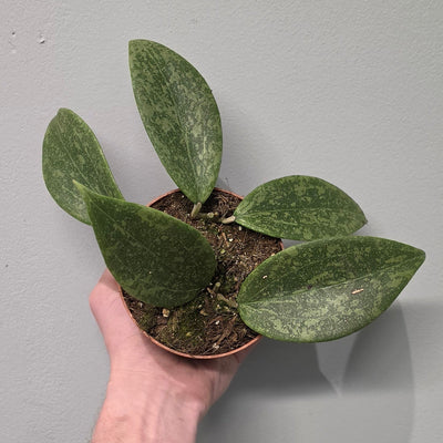 Hoya Wibergiae